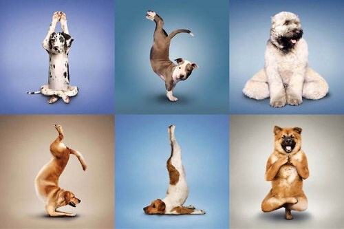 Obrázek Yoga for Dogs