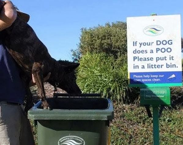 Obrázek Your Dog Does A Poo