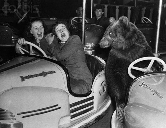 Obrázek Z historie Medved v lunaparku