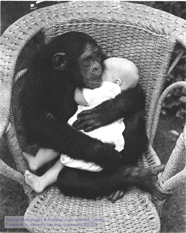 Obrázek Z historie Opici laska