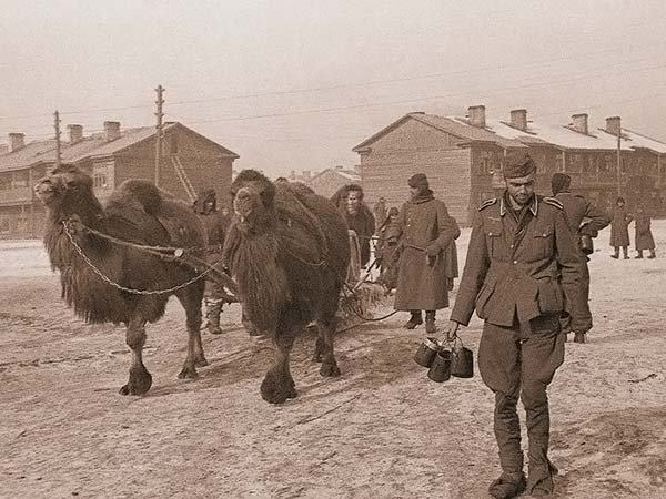 Obrázek Z historie Velbloud a fasiste