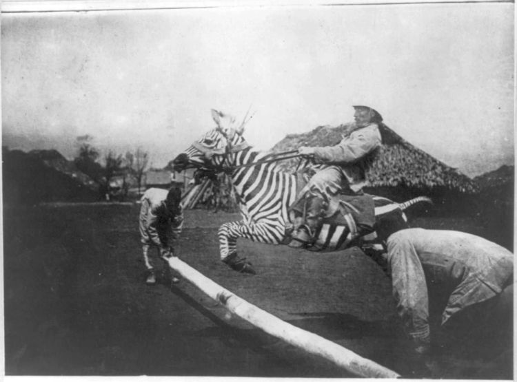 Obrázek Z historie Zebra rodeo