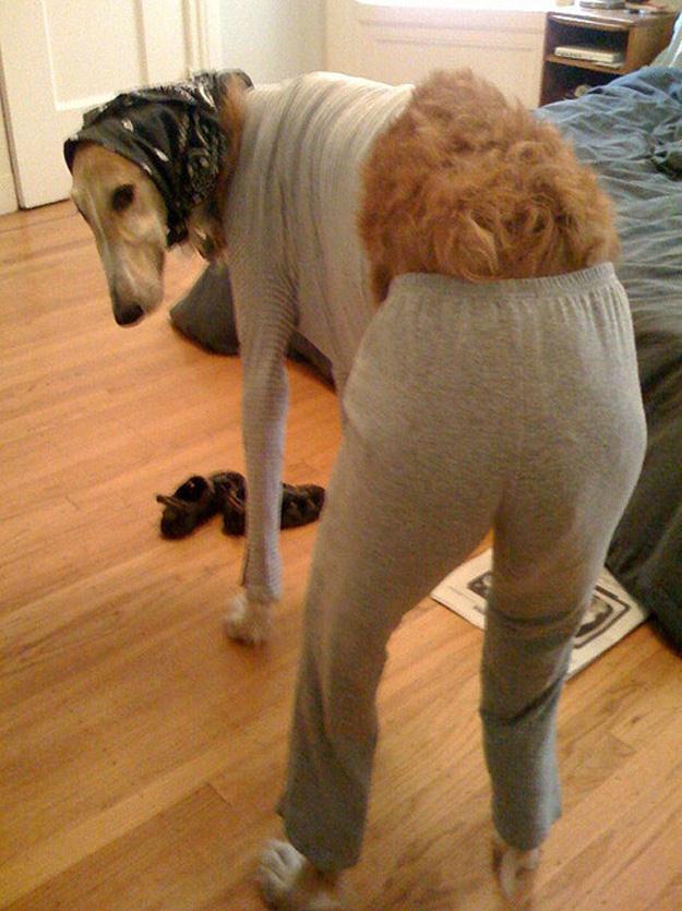 Obrázek Zimny dog-outfit