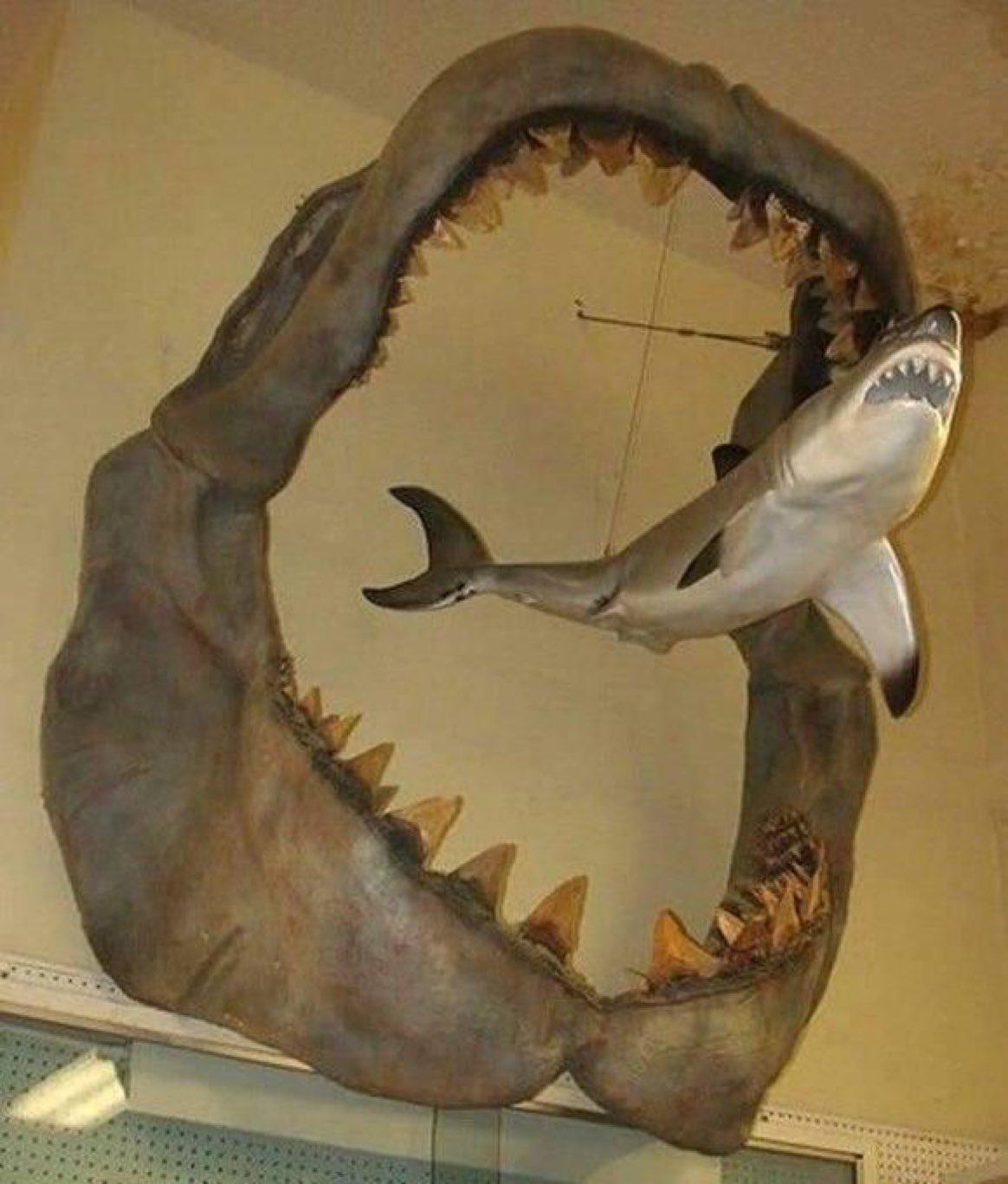 Obrázek Zralok bily vs megalodon