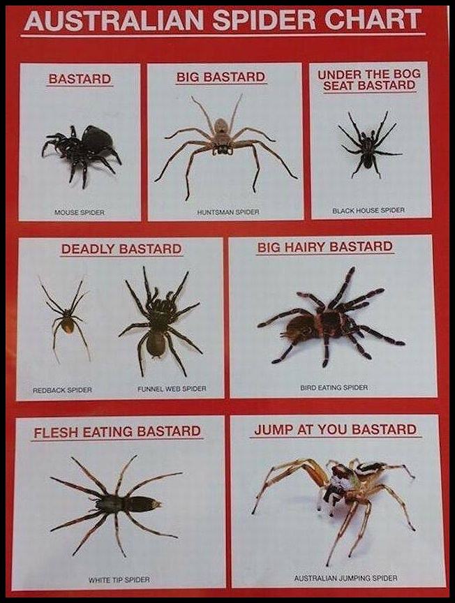 Obrázek a-spider chart