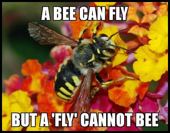 Obrázek a bee can fly    