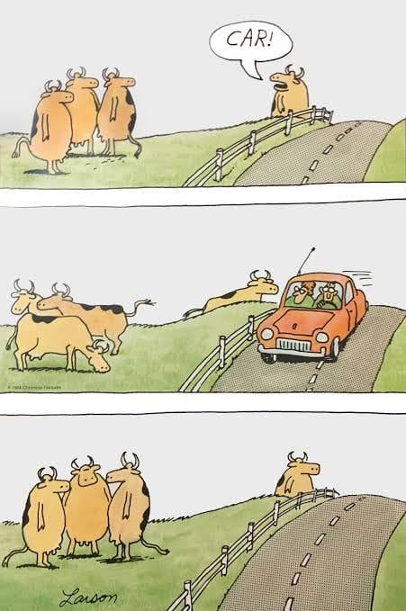Obrázek a cows see car