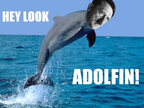 Obrázek a dolfin