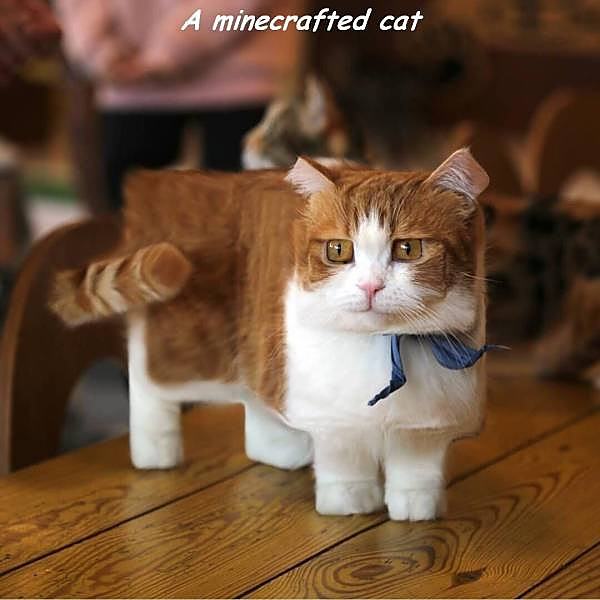Obrázek a minecrafted cat