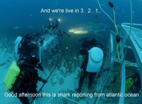 Obrázek a reporting shark