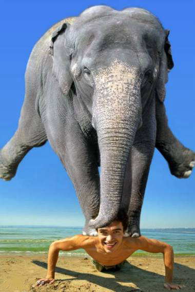 Obrázek acrofant