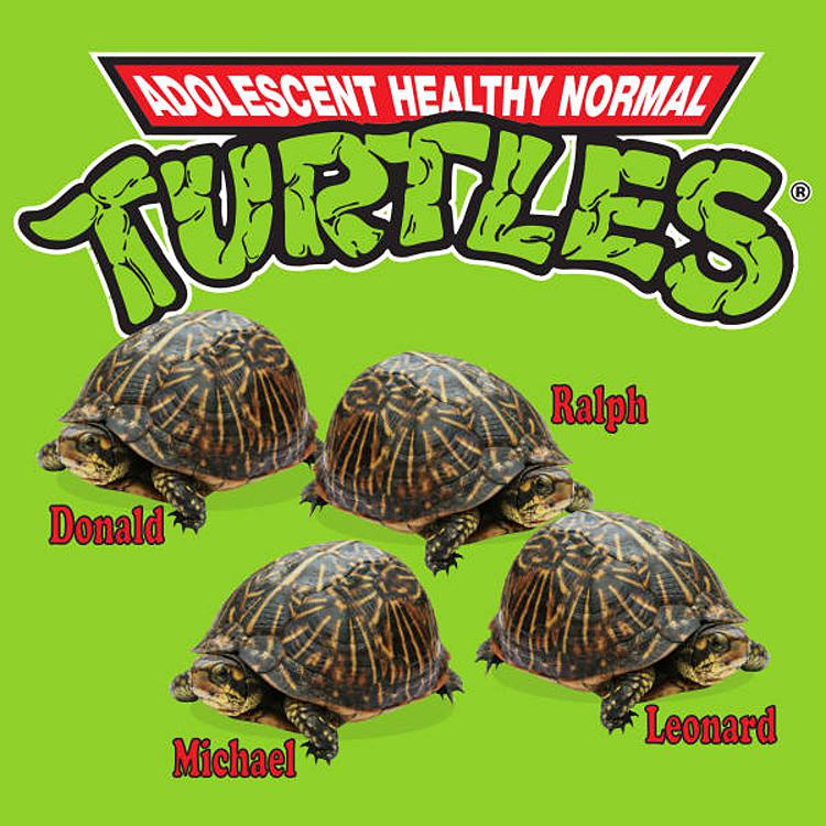 Obrázek adolescent-turtles