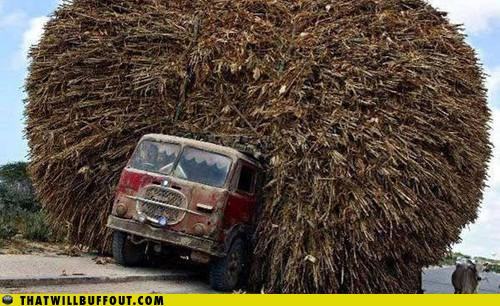 Obrázek afro truck