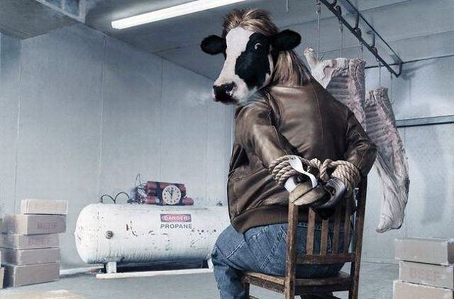 Obrázek agent krava