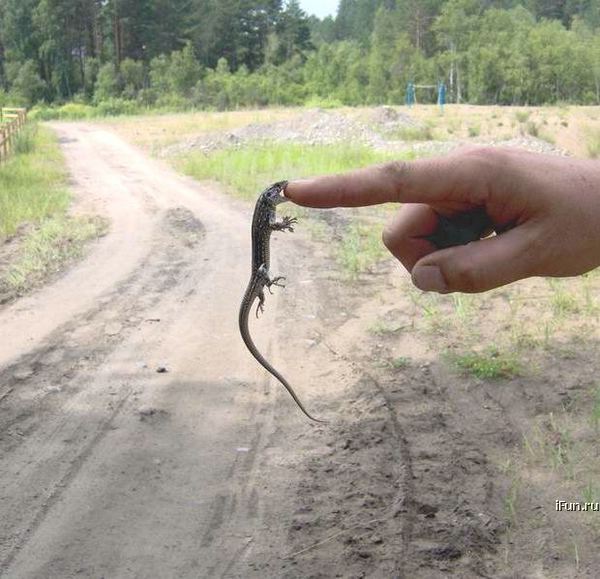 Obrázek agresivni plaz