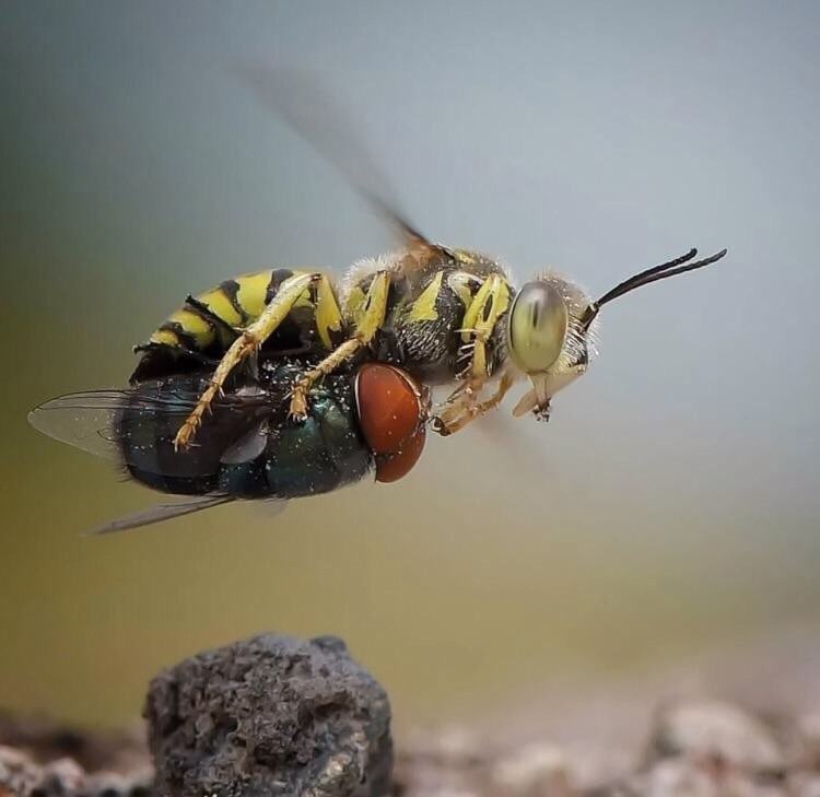 Obrázek airtaxi