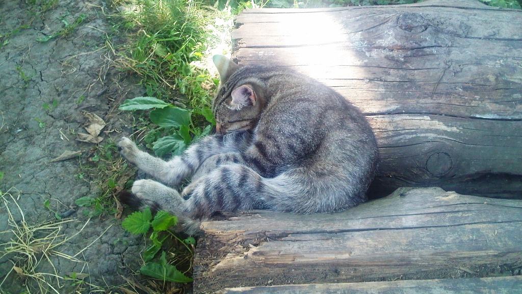 Obrázek aj macky sa vedia ozrat