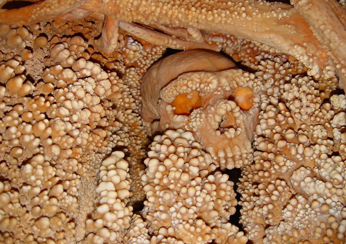 Obrázek altamura-man