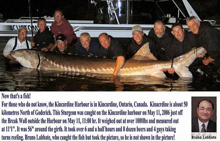 Obrázek amazing-animal-picture-giant-sturgeon-fish-caught