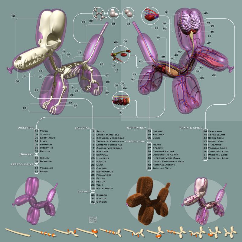 Obrázek anatomie-baloon-dog