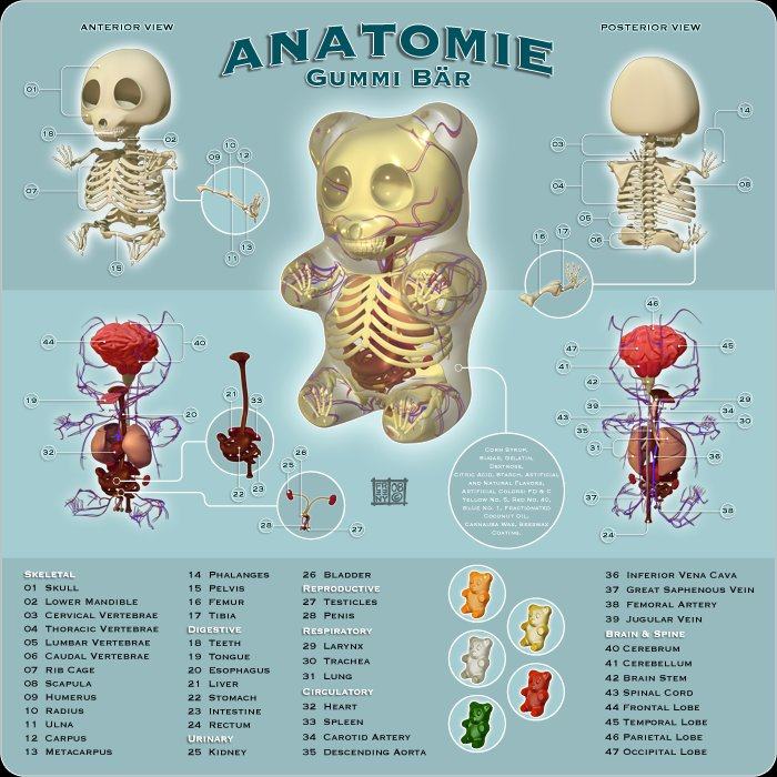 Obrázek anatomie-gummi bar