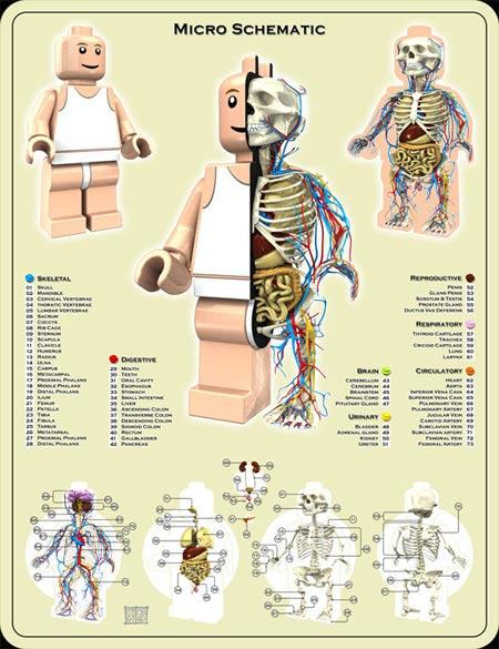 Obrázek anatomie-lego