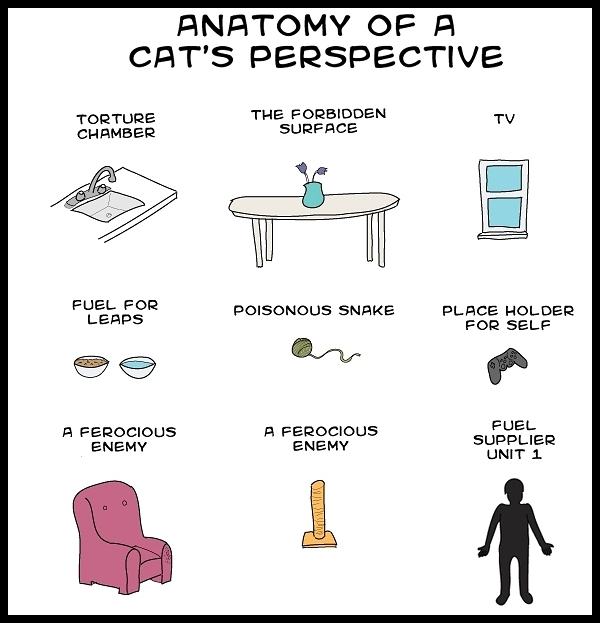 Obrázek anatomy-cats    