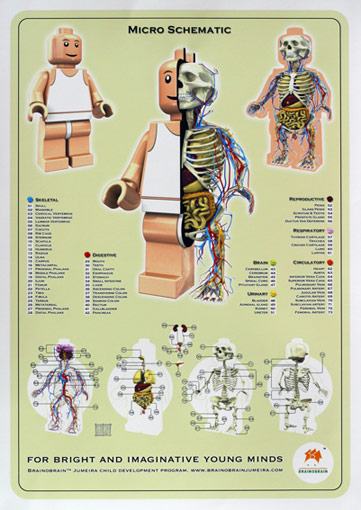 Obrázek anatomy2009 5B1 5D