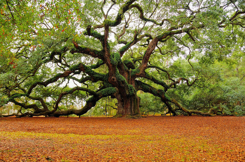 Obrázek angel-oak-south-carolina-MarkRegs