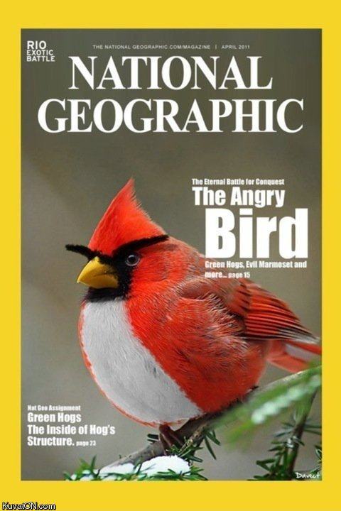 Obrázek angry bird
