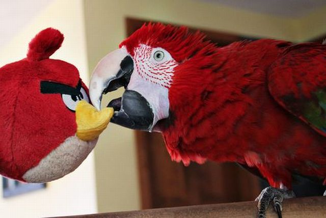 Obrázek angry birds
