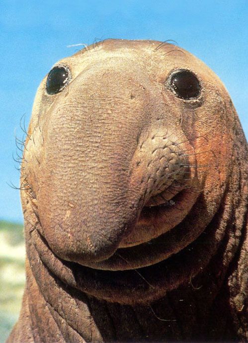 Obrázek animal