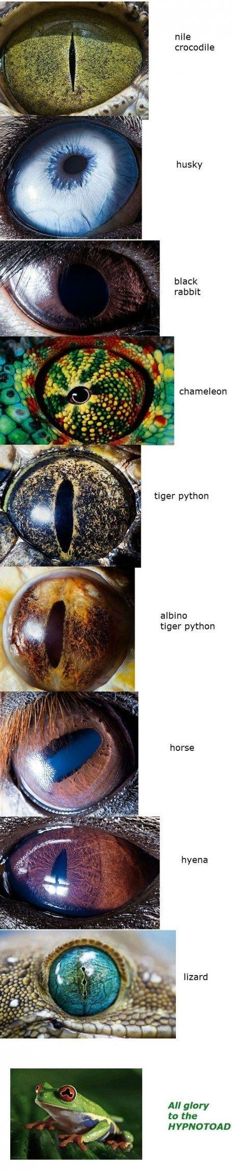 Obrázek animal eyes