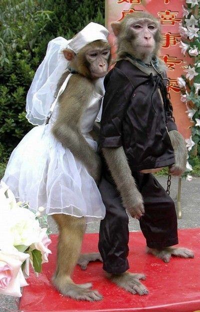 Obrázek animals-wedding