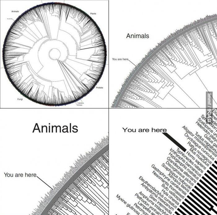 Obrázek animals