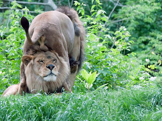 Obrázek animalsballs