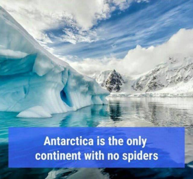 Obrázek antarctica-spider