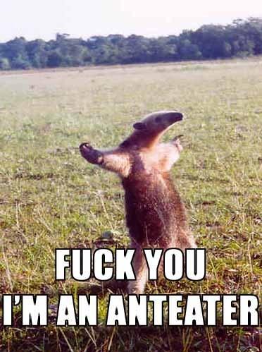 Obrázek anteater1