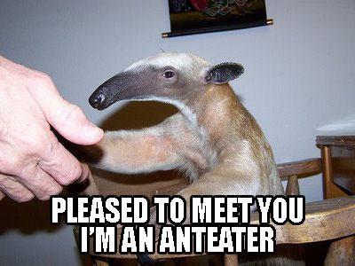 Obrázek anteater2