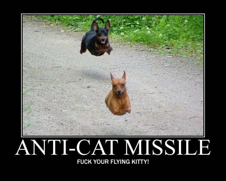 Obrázek anti-cat missile