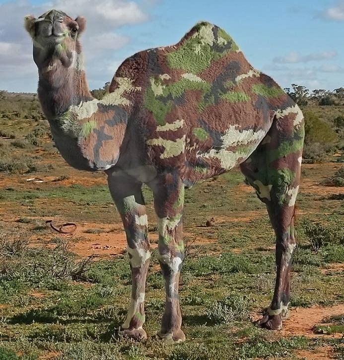 Obrázek armycamel  