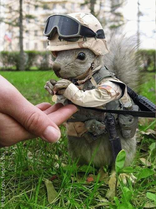 Obrázek armyveverka