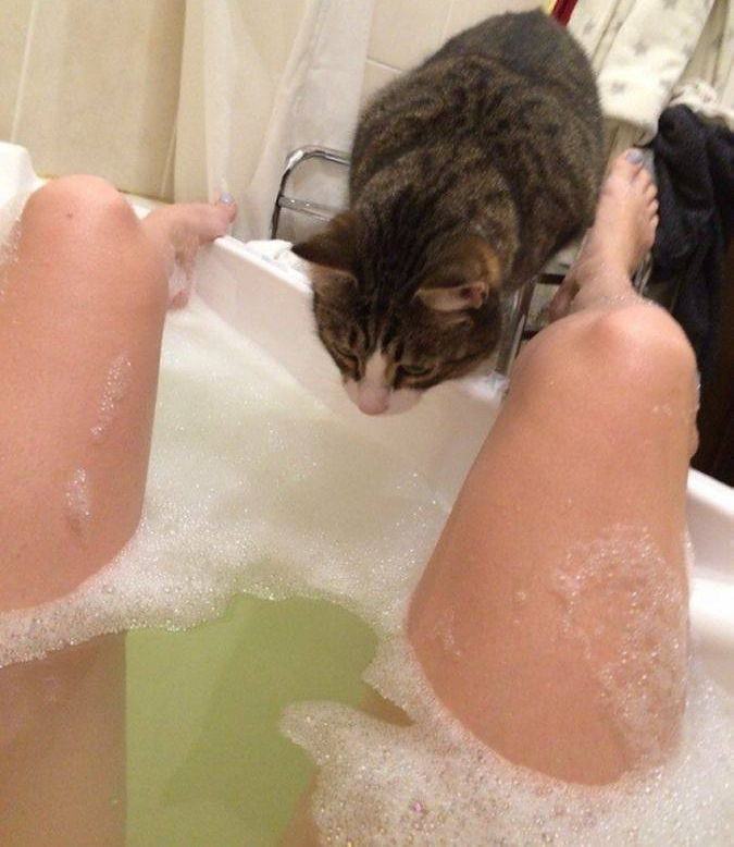 Obrázek asi kocour