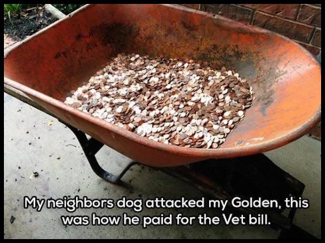 Obrázek attacked my Golden