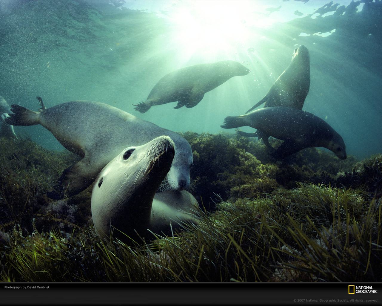 Obrázek australian-sea-lions-116369-xl  281 29