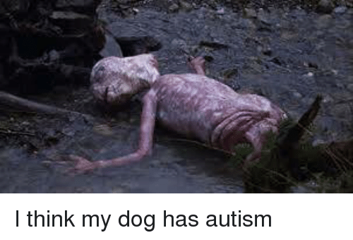Obrázek autism dog