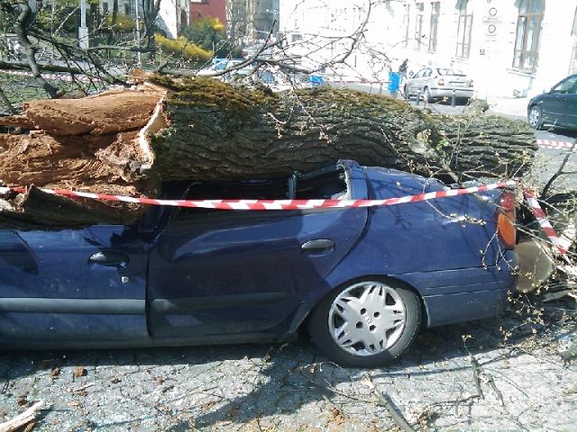 Obrázek auto plne dreva 3