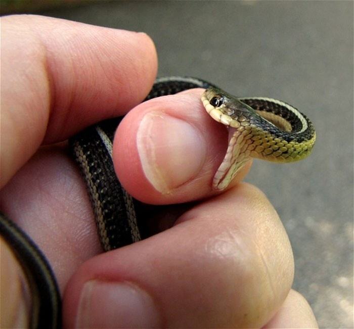Obrázek baby-snake