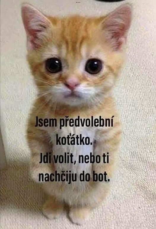 Obrázek bacha na kotatko