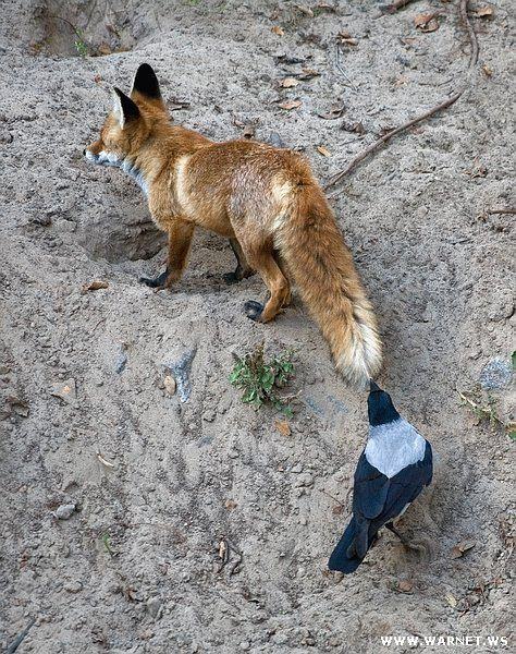 Obrázek bajka o lisce a vrane